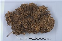 藏品(島衣屬)的圖片